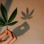 cannabis terpenes research