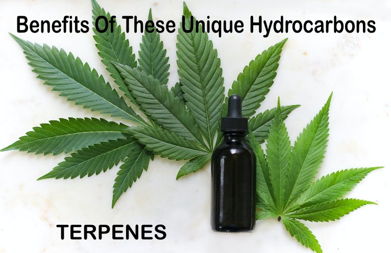 What Are Cannabis Terpenes - The Benefits Of These Unique Hydrocarbons
