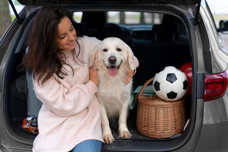 cbd and car travel anxiety in dogs