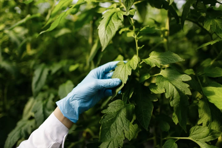 How To Grow My Own Kratom featured image