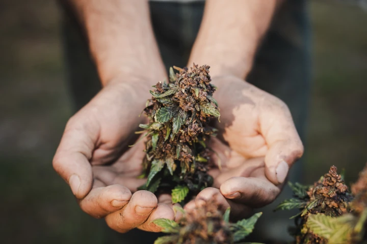 How Marijuana Helps Nerve Pain